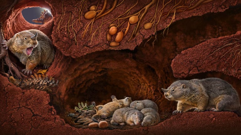 New Fossil Discovery Reveals Evolutionary Experimentation in Mammalian Jaw Development