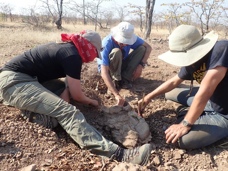Uncovering Prehistoric Life: New Fossil Discoveries Illuminate Permian Extinction in Africa