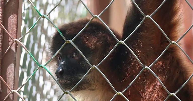 AI-Powered Study Reveals Crucial Insights on Endangered Spider Monkeys in Costa Rica