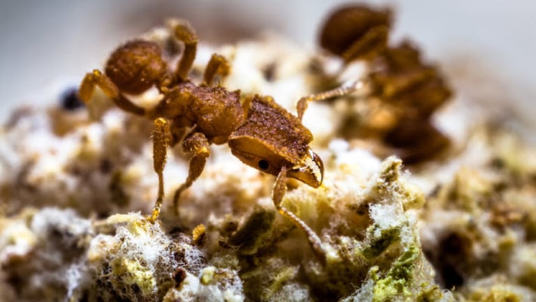 Ants' Ancient Farming Roots Traced Back to Asteroid Impact 66 Million Years Ago