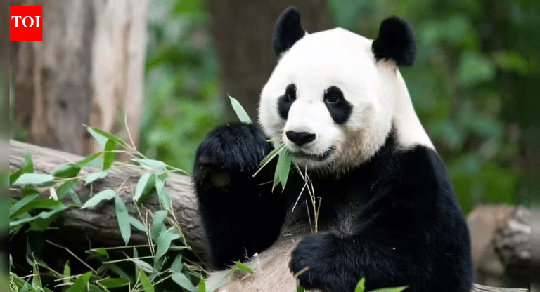 Debunking the 'Useless Animal' Myth: How Biodiversity Loss Threatens Ecosystem Resilience and Human Well-being