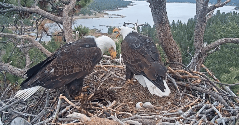 Jackie and Shadow's Eagle Eggs Near Hatching: Big Bear Valley Awaits New Chicks