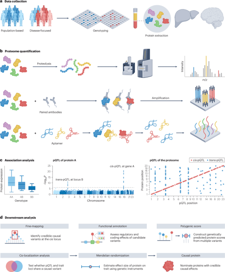 Proteogenomics: Unveiling Disease Mechanisms and Drug Targets Across Populations