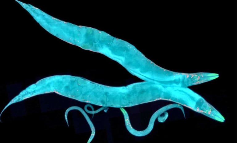 Tardigrade Protein Dsup Extends Lifespan and Boosts Stress Resistance in Model Organism