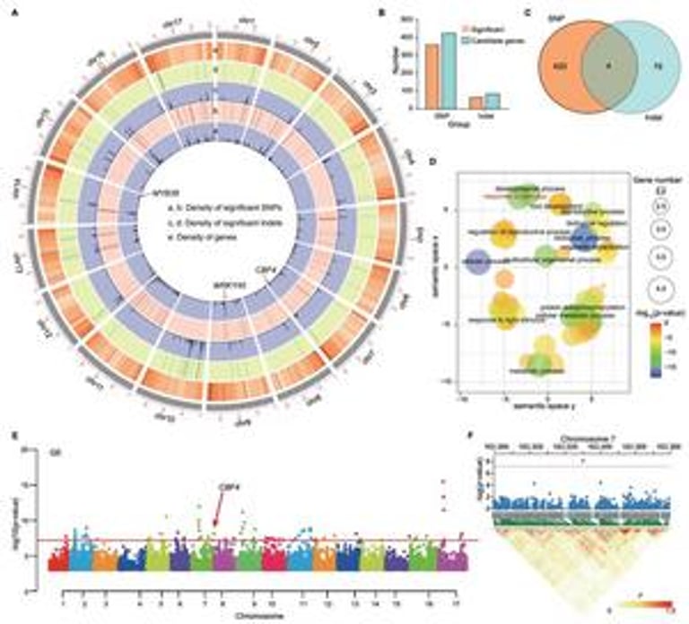 Breakthrough Genetic Module Boosts Salt Tolerance in Sunflowers, Paving Way for Crop Innovation