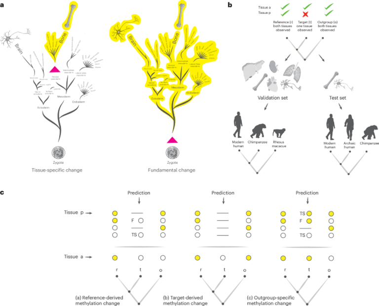 Unlocking Human Evolution: New Insights Into Brain Development from Ancient DNA Methylation