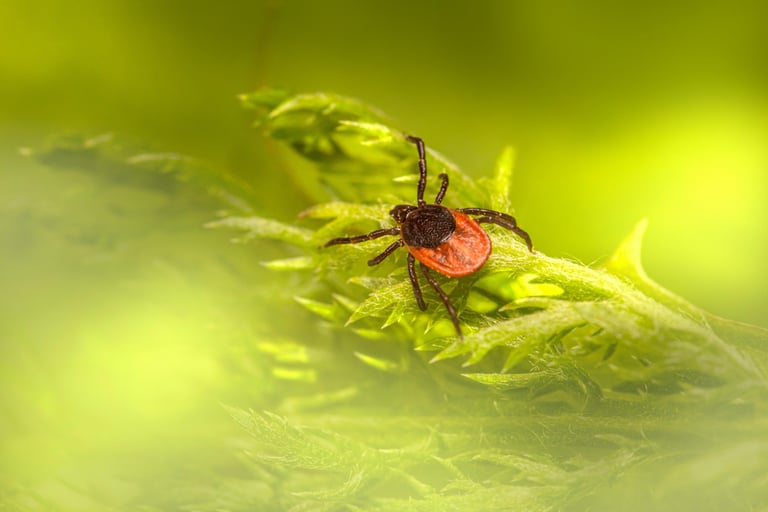 Scotland's Tick Population Could Double by 2080, Raising Lyme Disease Risk: Study