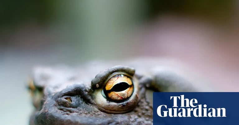 Controversial Toad Venom Advocate Octavio Rettig Critiqued for Exploitation and Ethical Breaches