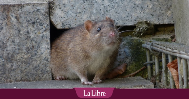 Brussels Battles Rat Invasion: 2.5 Million Rodents Roam City Streets and Parks