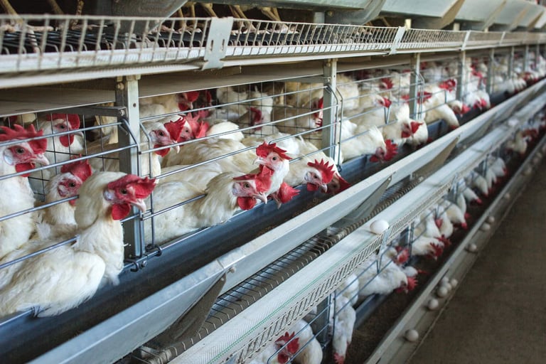 Industrial Chicken Farming Fuels Antibiotic-Resistant Campylobacter Spread, Study Warns