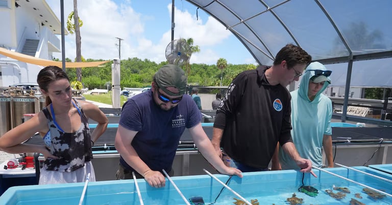 Scientists Relocate Endangered Elkhorn Coral to Hatchery to Prevent Extinction Amid Heat Waves