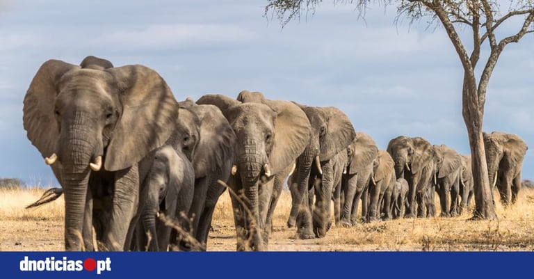 22-Year Study Reveals Elephant Movement Secrets, Aiding Conservation Amid Climate Change Challenges