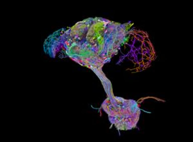 First Complete Connectome of Adult Fruit Fly Unveils Brain-Body Neural Networks, Advancing AI and Robotics Research