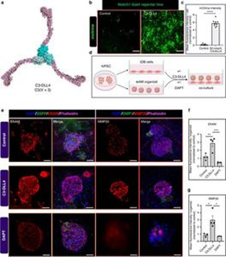 Breakthrough in Tooth Regeneration: Enamel-Forming Cells Created from Human Stem Cells