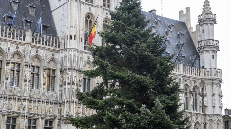 32-Year-Old Christmas Tree Finds New Home at Brussels' Grand Place for Festive Transformation