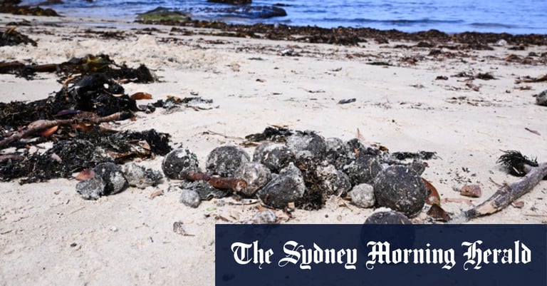 Sydney Beaches Closed as Mysterious 'Fatberg' Debris Sparks Environmental Investigation