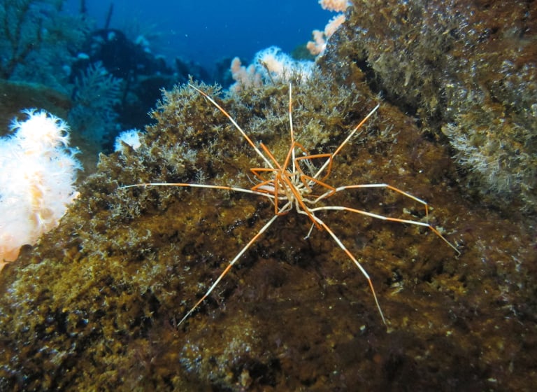 Antarctic Sea Spider Reproduction Unveiled After 140 Years