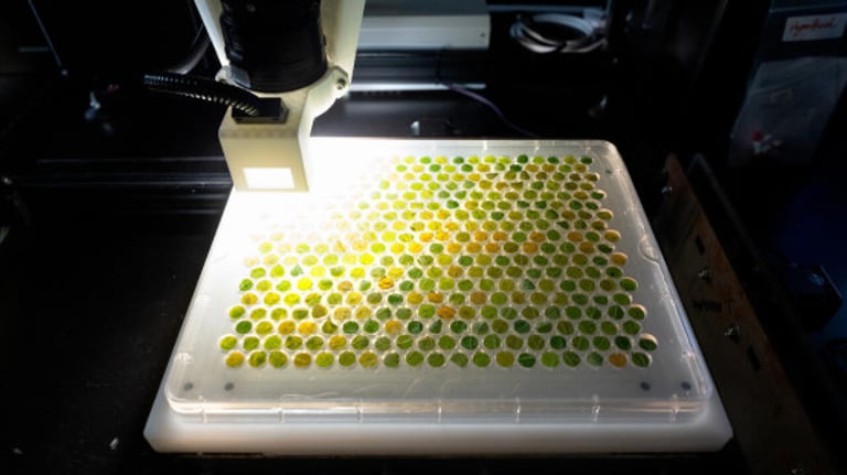 Revolutionary HyperBird Tech Detects Grape Diseases Days Before Symptoms for Faster Intervention and Breeding