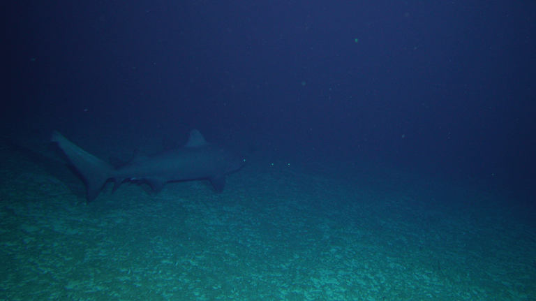CSIRO Expedition Uncovers Over 110 New Species in Coral Sea's Uncharted Depths