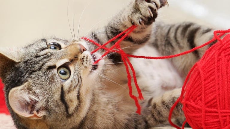 Urgent Recall: Faulty Batteries in Popular Cat Laser Toys Pose Deadly Risk