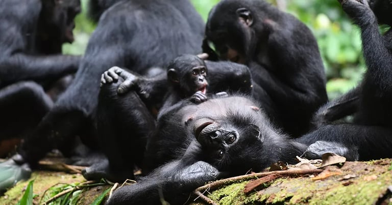 Female Bonobos Outrank Males: Study Reveals Power Dynamics and Coalition Tactics in Congo
