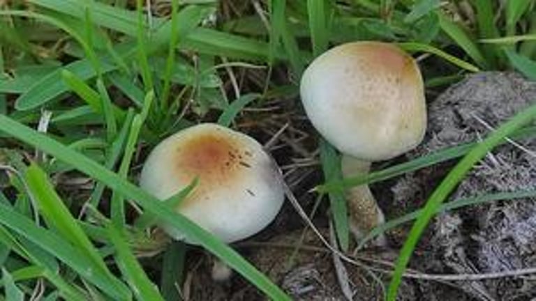 New Psychedelic Mushroom Discovery in Africa Challenges Psilocybe Evolutionary Origin Theories