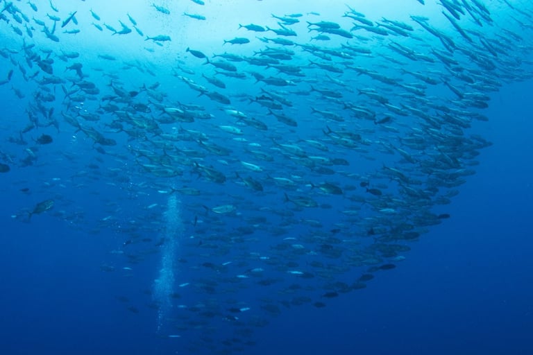 COP29 in Baku Highlights Ocean's Role in Climate Action; Urges Funding for Small Island States