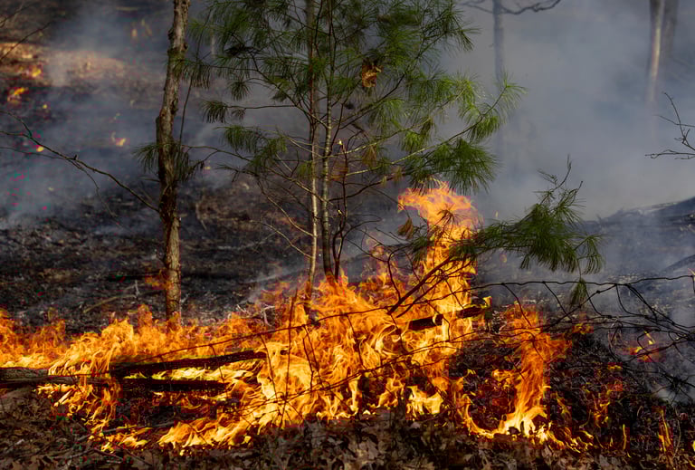 Virginia Wildfires Ravage Shenandoah, Governor Youngkin Declares Emergency Response