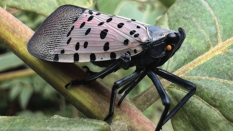 Invasive Spotted Lanternfly Spreads Rapidly Across Northeast, Threatens Ecosystems