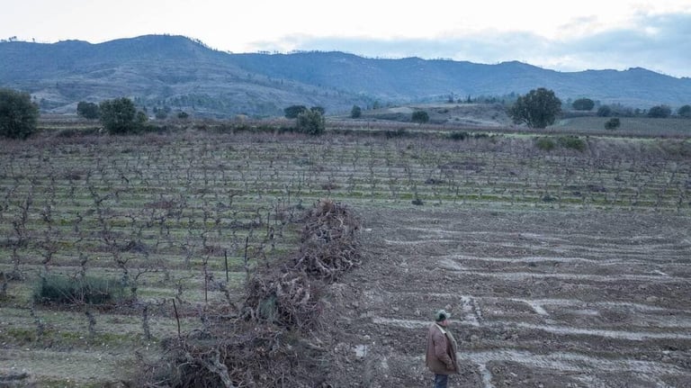 France Launches €130M Plan to Revitalize Struggling Wine Industry Amid Climate and Market Challenges