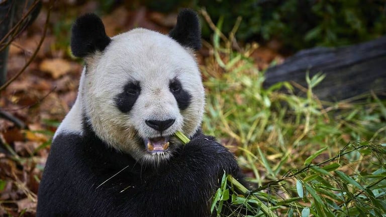 Beloved Panda Duo Bids Farewell to France: Huan Huan and Yuan Zi Return to China
