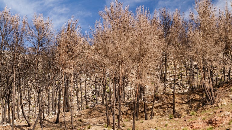 Global Warming Surges to 1.52°C: Urgent Action Needed to Prevent Climate Catastrophe