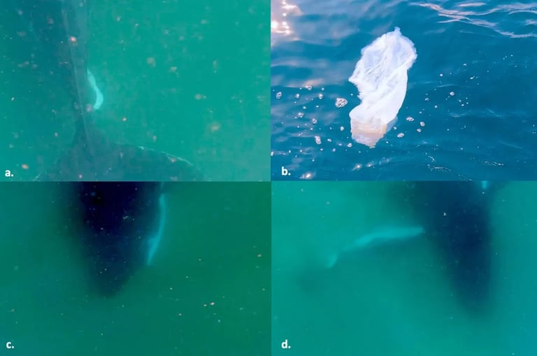 Humpback Whale's Grief-Like Behavior Captured: Rare Observations Challenge Our Understanding of Marine Emotions