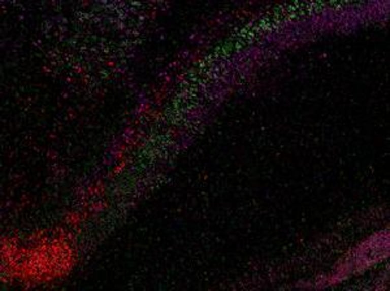 Breakthrough Discovery: Mouse Hippocampus Reveals Four Distinct Neuron Layers, Aiding Memory and Disease Research
