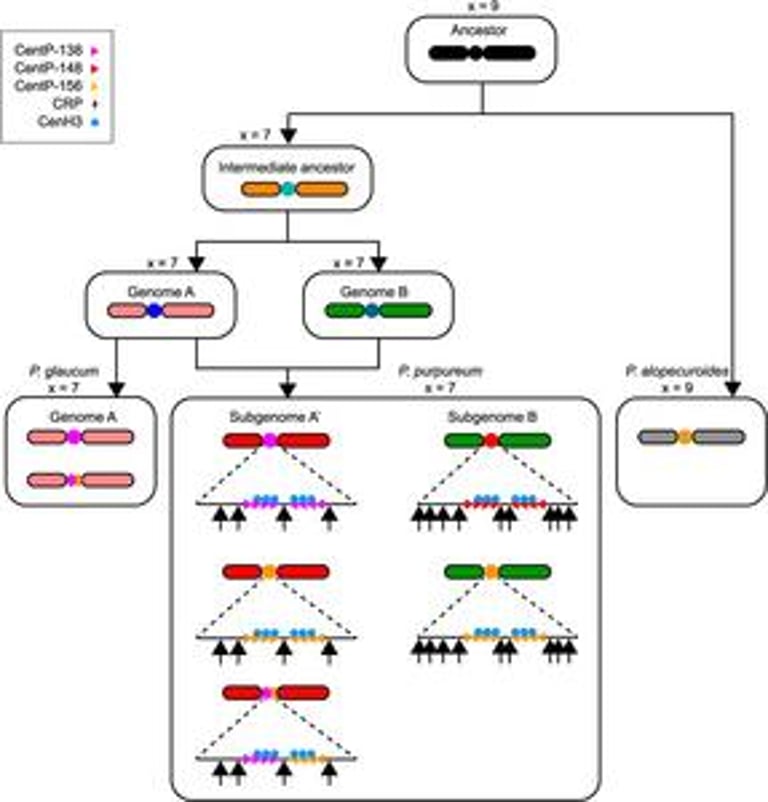 Epigenetic Forces Drive Centromere Stability in Elephant Grass Amidst Genome Evolution