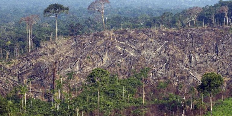 Amazon Deforestation Drops 46% in a Year, But Recent Spike Raises Concerns