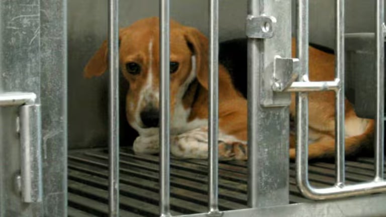 Ontario Premier Doug Ford Pledges Legislation to Ban Dog and Cat Experiments in Medical Research