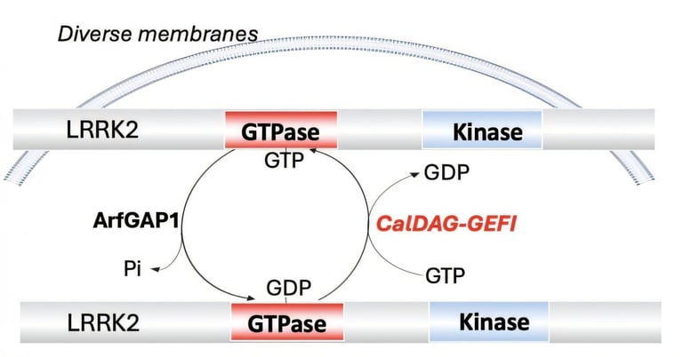 Breakthrough in Parkinson's Research: Key Genetic Regulator Uncovered, Paving Way for New Treatments