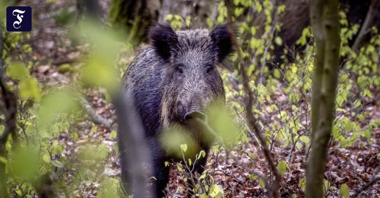 African Swine Fever Hits Germany's North Rhine-Westphalia: Urgent Measures Implemented to Curb Spread