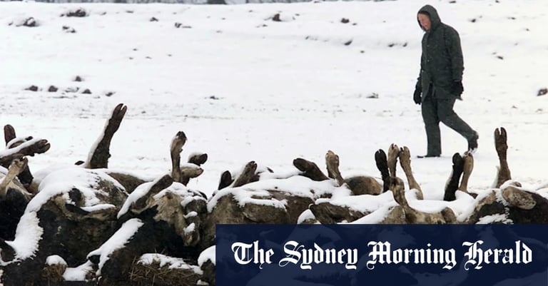 Breakthrough mRNA Vaccine Shields Australian Cattle from Foot-and-Mouth Disease Crisis
