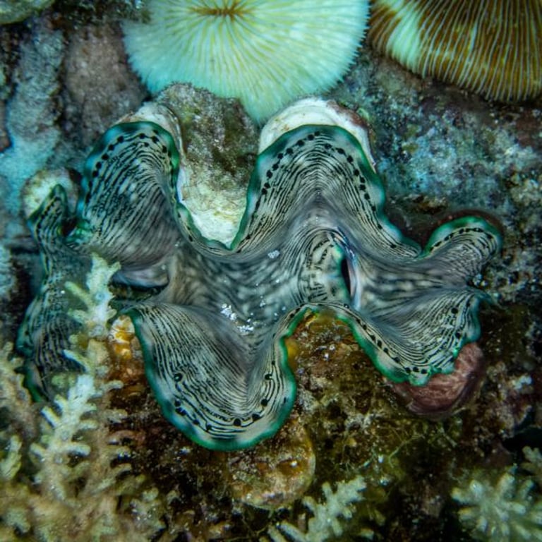 Giant Clam Genome Sequenced: Key to Coral Reef Survival Amid Climate Threats