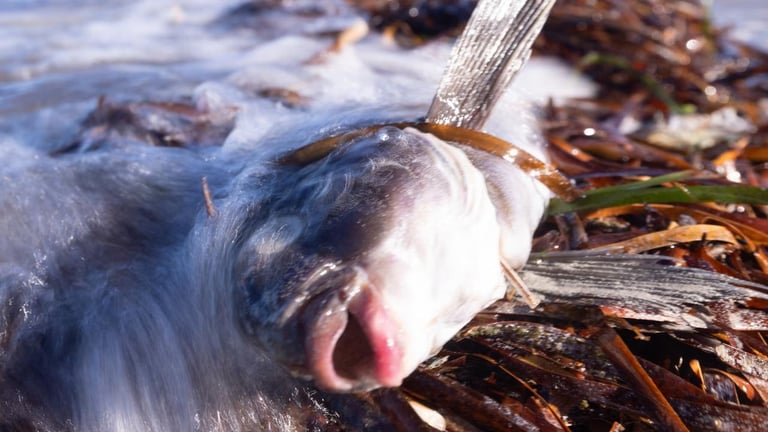 South Australia Unveils $102.5M 'Summer Plan' to Tackle Algal Bloom Crisis, Boost Economy