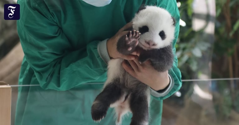 Panda Diplomacy: Bao Li and Qing Bao Arrive at Washington Zoo on 'Panda Express'