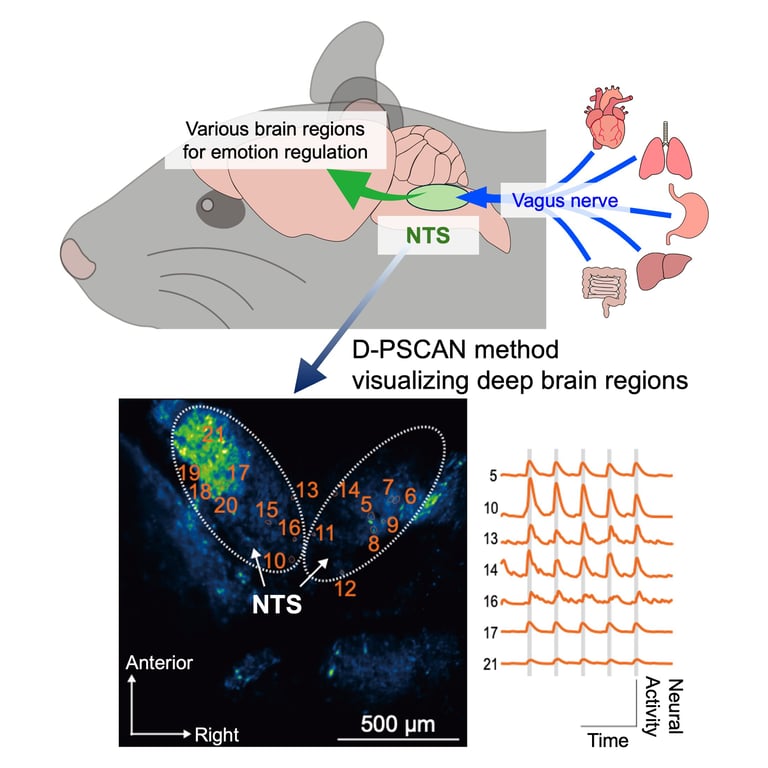 Revolutionary Imaging Technique D-PSCAN Unveils Brain-Body Interactions, Boosts Neuropsychiatric Research