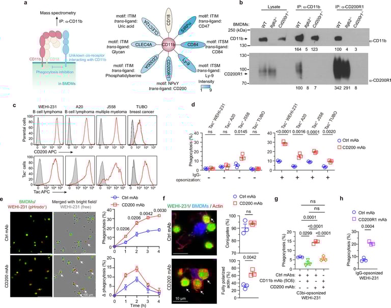 New Molecule CD200R1 Offers Hope for Treatment-Resistant Blood Cancers