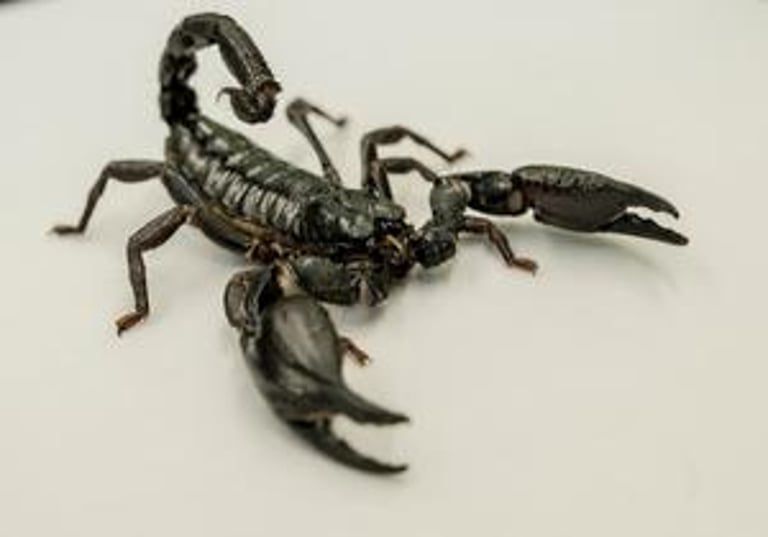 Global Scorpion Hotspot Mapping Aids Antivenom Development and Public Health Strategies