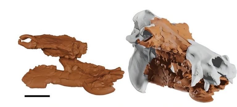 Extinct Dwarf Hippo Skull Reconstructed Using 3D Imaging, Revealing Evolutionary Insights