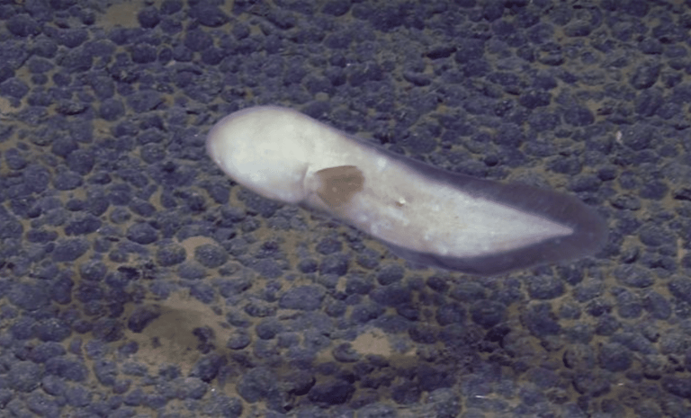 Rare Faceless Eel Caught on Camera: A Deep-Sea Discovery Off Cook Islands