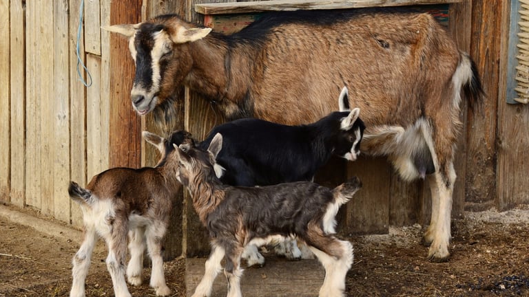 UK Bans Livestock Imports from Germany Amid Foot-and-Mouth Disease Outbreak