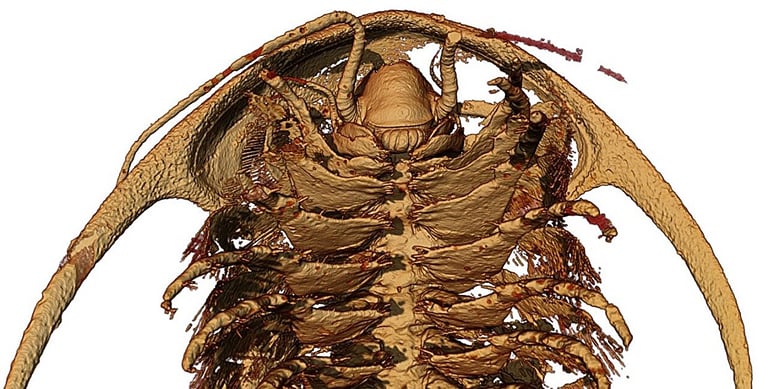 Stunning 'Pompeii' Trilobite Fossils Unveiled in Morocco, Redefining Ancient Marine Life